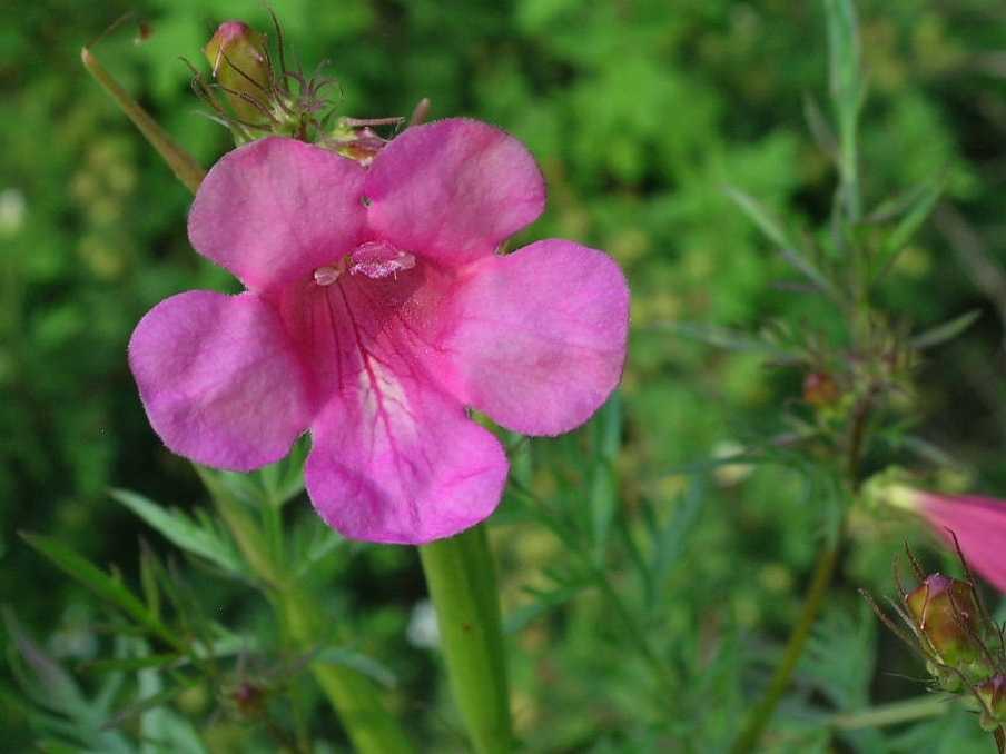 角蒿(incarvillea sinensis)