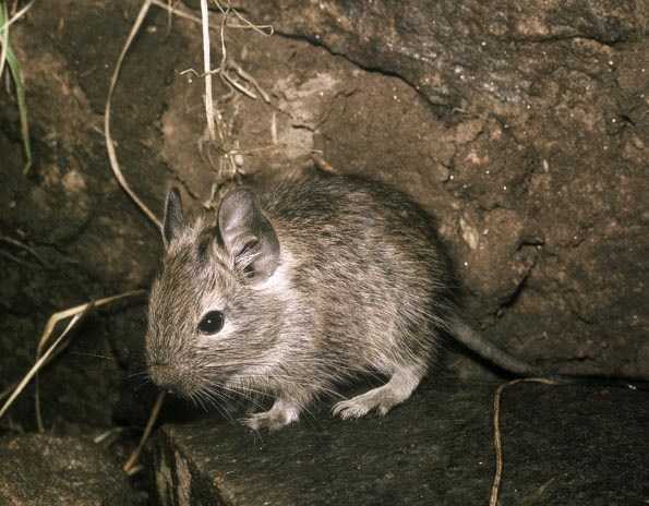 智利八齿鼠(degu)