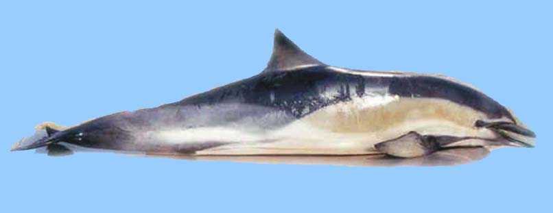 特鲁氏中喙鲸(trues beaked whale)