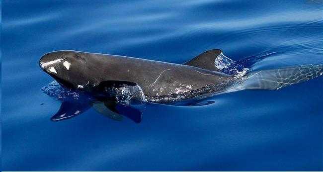 小虎鲸(pygmy killer whale)