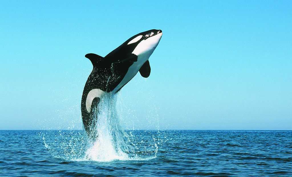 虎鲸(killer whale)