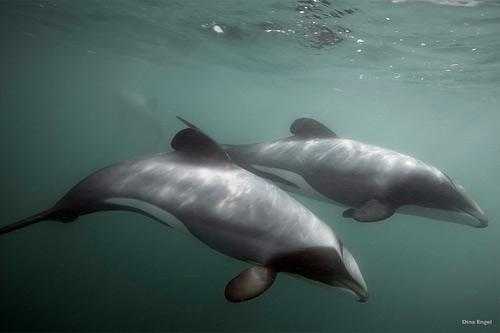 霍氏海豚图片