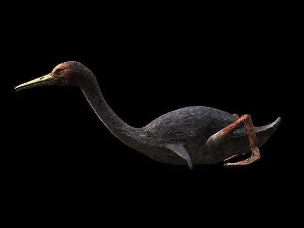 黄昏鸟hesperornis