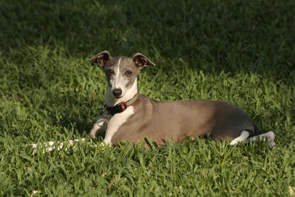 意大利灵缇犬italiangreyhound