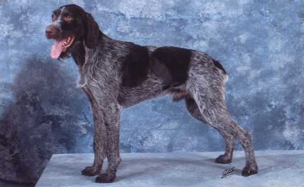 捷克福斯克犬czeskyfousek