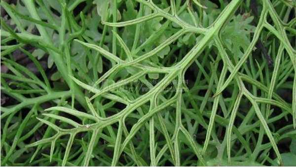 粗梗水蕨ceratopterispterioides