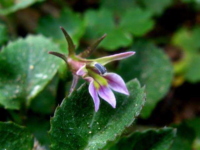 铜锤玉带草(pratia nummularia)