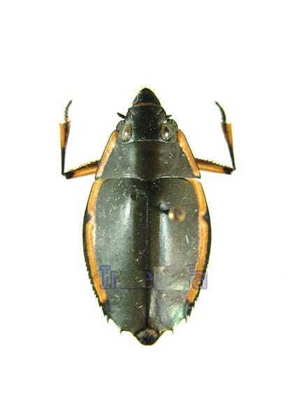鼓甲(whirligig beetle)