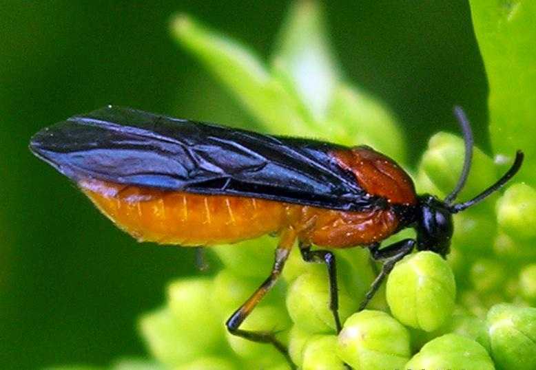 毛蚊(学名:march fly)双翅目毛蚊科昆虫.