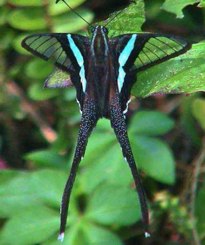 透翅长尾凤蝶(green dragontail)