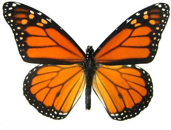 大桦斑蝶,俗称帝王蝶,是北美地区最常见的蝴蝶之一,也是地球上唯一