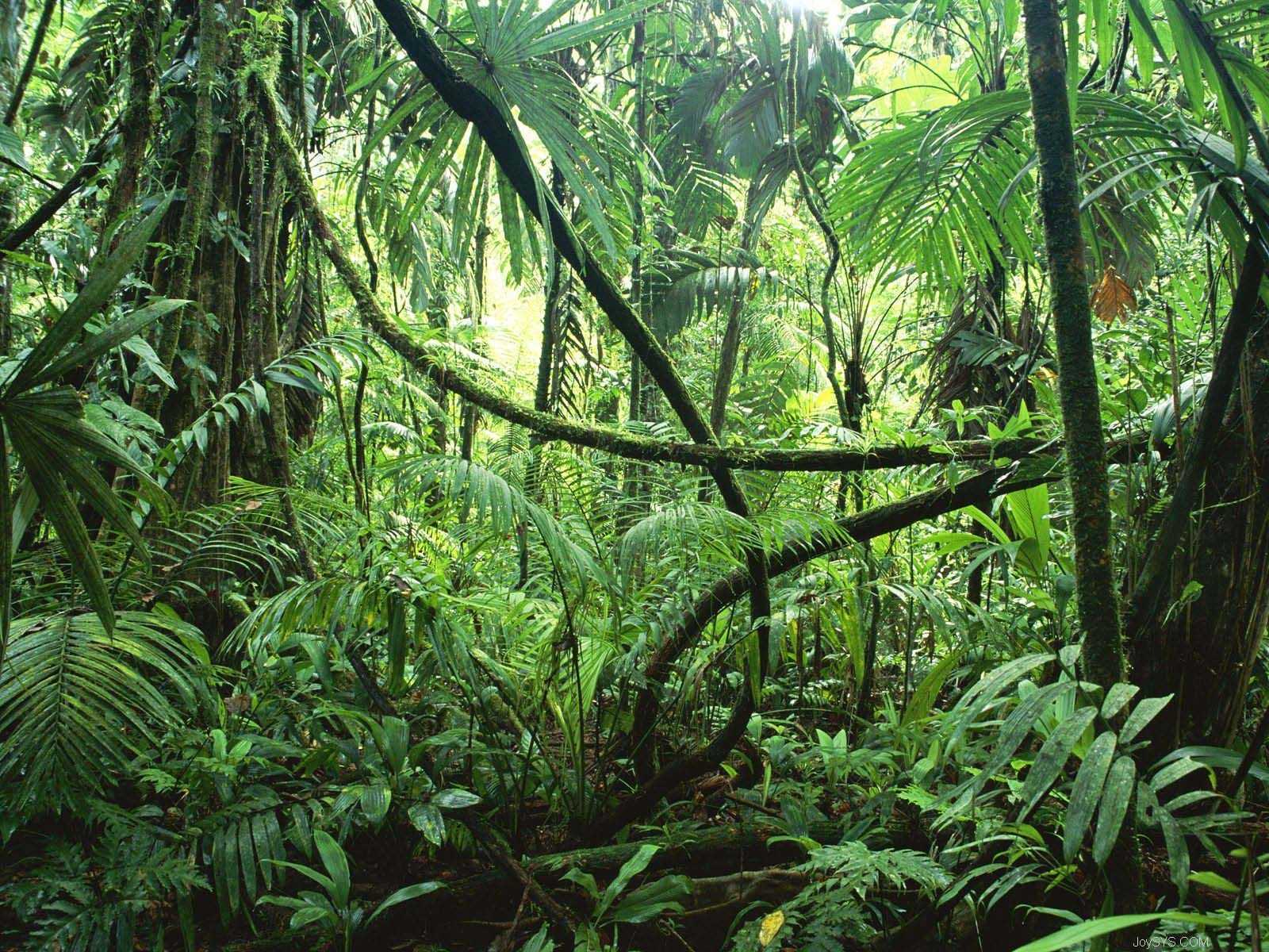 热带季雨林季相变化图片
