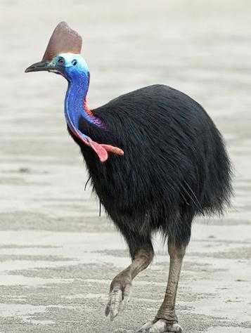 食火鸟southerncassowary