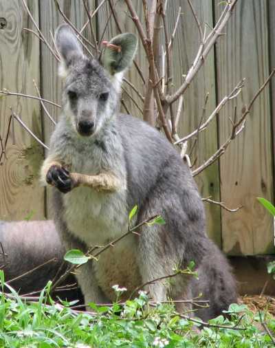 强壮大袋鼠wallaroo