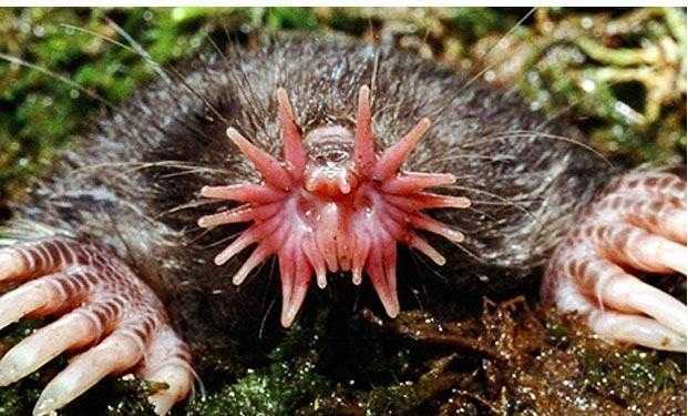 星鼻鼹starnosedmole