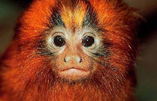狮面狨(golden lion tamarin)