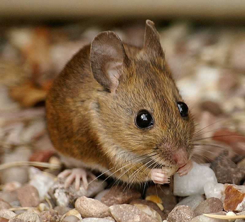 林姬鼠(wood mouse)