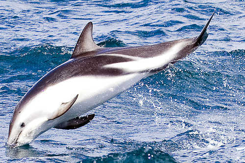 暗黑斑纹海豚duskydolphin