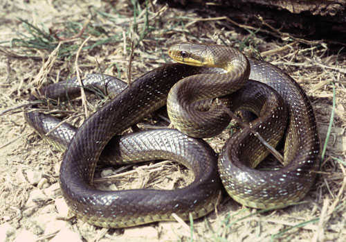 长锦蛇aesculapiansnake