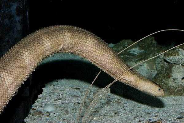短刺海蛇(short sea snake)
