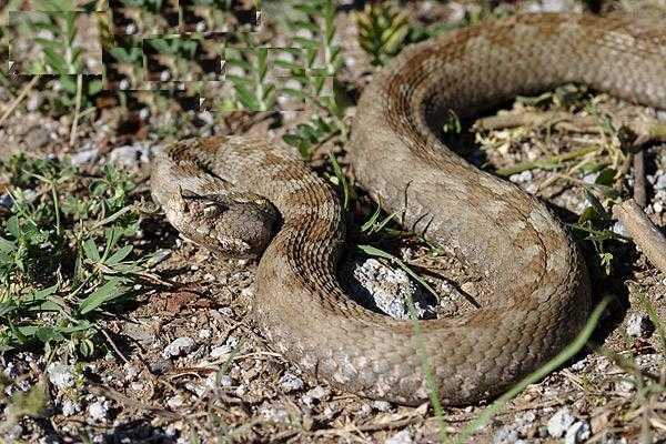 翘鼻蝰(nose-horned viper)
