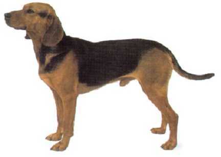 巴尔干猎犬智商图片