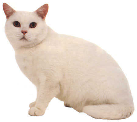 英国短毛猫橙眼白色猫