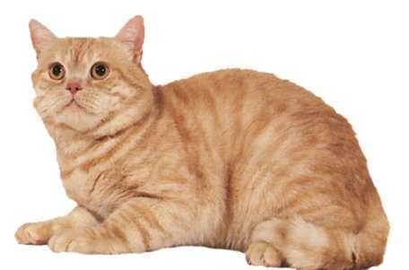 欧洲短毛猫渐层乳黄色凯米尔虎斑猫