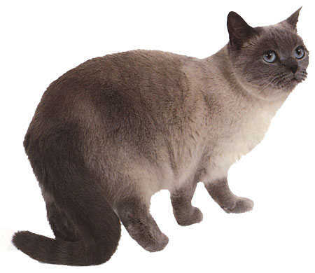 易呗网 - 欧洲重点色短毛猫蓝色重点色猫